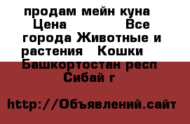 продам мейн куна › Цена ­ 15 000 - Все города Животные и растения » Кошки   . Башкортостан респ.,Сибай г.